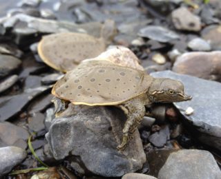 Aménagement pour la biodiversité et protection de l’habitat de la tortue molle à épines